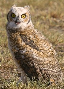 Great Horned Owl - Immature