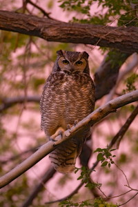 Great Horned Owl