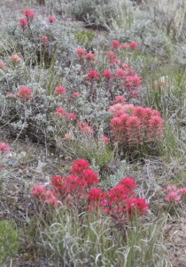 Paint Brush, Raft River Valley