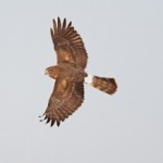 Flys Low to the Ground