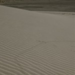 Tracks in the Sand