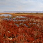 Fall Colors of Lohontan
