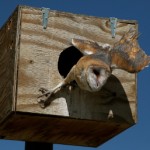 Home for the Barn Owl