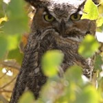 Lohantan Valley Resident