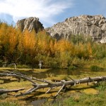 Beaver Pond