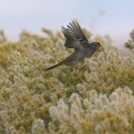Wings in a Thistle