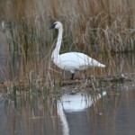 Swan of the Valley