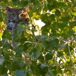 Hidden in the Leaves