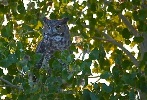 Great Horned Owl