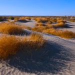 Shade Field