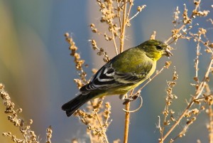 Goldfinch, Ruby Lake N.W.R.