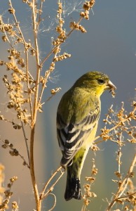 Goldfinch