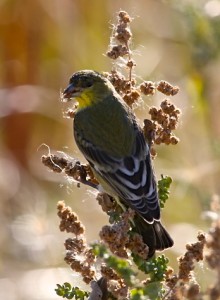 Goldfinch