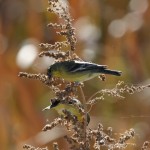 Pair of Finches