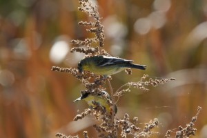 Goldfinches