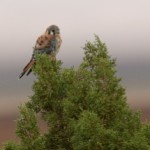 Kestrel’s Corner