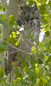 Great Horned Owl