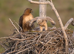 Red Tail Hawks, Ruby Mountains, Humboldt N.F.