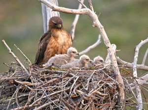 Red Tail Hawks, Ruby Mountains, Humboldt N.F.