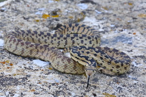 Gopher Snake