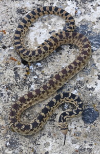 Gopher Snake