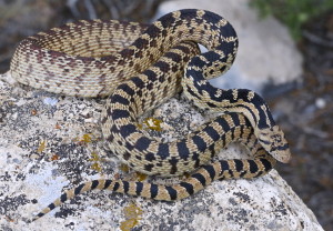 Gopher Snake