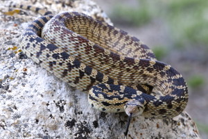 Gopher Snake