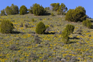 Ruby Mountains, Humboldt N.F.