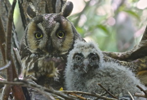 Long Ear Owls