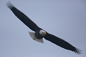 Bald Eagle