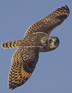 Short Ear Owl