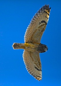 Short Ear Owl
