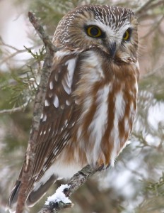 Saw-Whet Owl