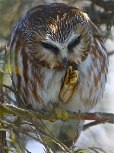 Saw-Whet Owl