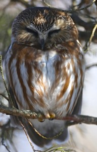 Saw-Whet Owl