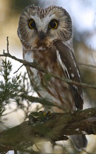 Saw-Whet Owl