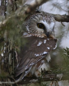 Saw Whet Owl