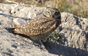 Burrowing Owl, Antelope Island S.P., UT