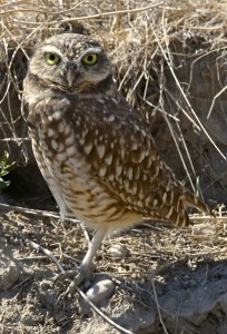 Burrowing Owl, Antelope Island S.P., UT