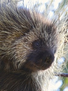 Porcupine, Antelope Island S.P., UT