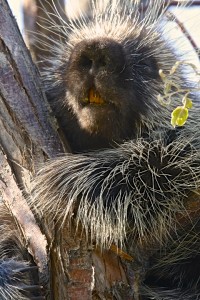 Porcupine, Antelope Island S.P., UT