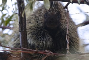 Porcupine, Antelope Island S.P., UT