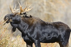 Bull Moose, Grand Teton N.P.