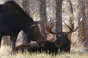 Moose, Grand Teton N.P.