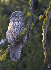 Great Gray Owl, Yellowstone