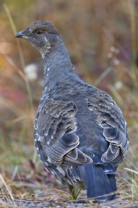 Grouse, Yellowstone N.P.