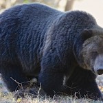 Boar in the Field