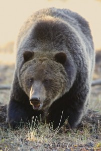Grizzly Bear, Yellowstone N.P.