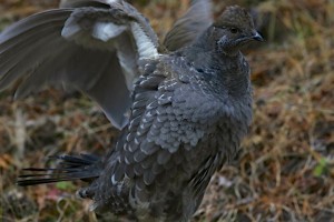 Grouse, Yellowstone N.P.