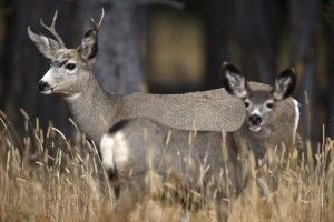 Mule Deer, Yellowstone